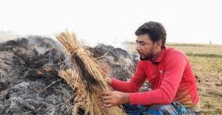 কৃষকের এক বিঘা জমির ধান পুড়িয়ে দিলো দুর্বৃত্তরা
