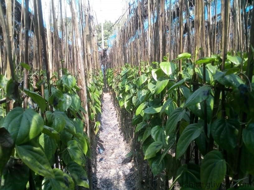 সাতক্ষীরার তালায় পানচাষে আগ্রহী হচ্ছে কৃষক