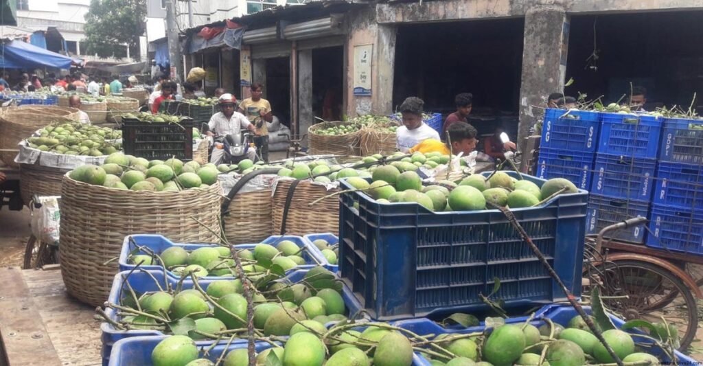 সাতক্ষীরায় চাষিরা ঘূর্ণিঝড় মোখার আতঙ্কে গাছের আম পেড়ে ফেলছেন