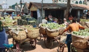 সাতক্ষীরায় চাষিরা ঘূর্ণিঝড় মোখার আতঙ্কে গাছের আম পেড়ে ফেলছেন