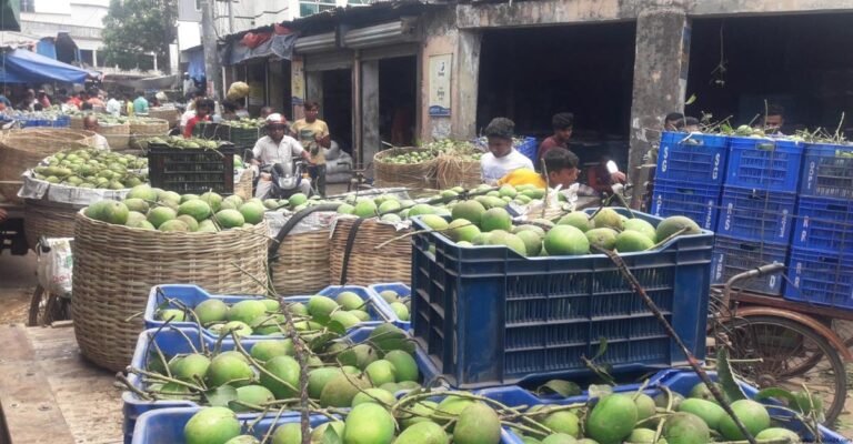 সাতক্ষীরায় চাষিরা ঘূর্ণিঝড় মোখার আতঙ্কে গাছের আম পেড়ে ফেলছেন